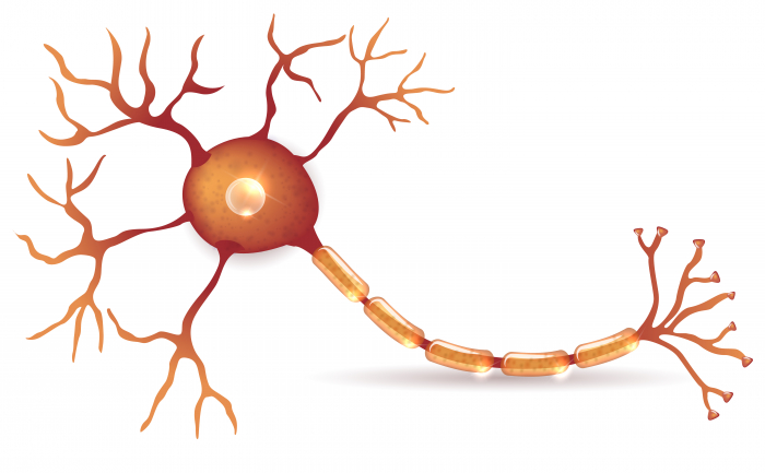 Picture of a nerve cell